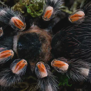 /img/21571-tarantula-ventilation.webp