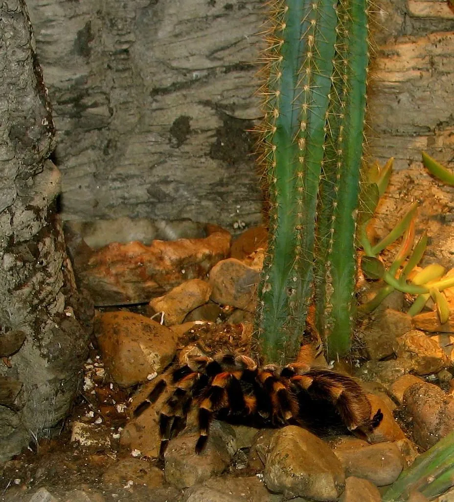 21572 red knee tarantula toy 1