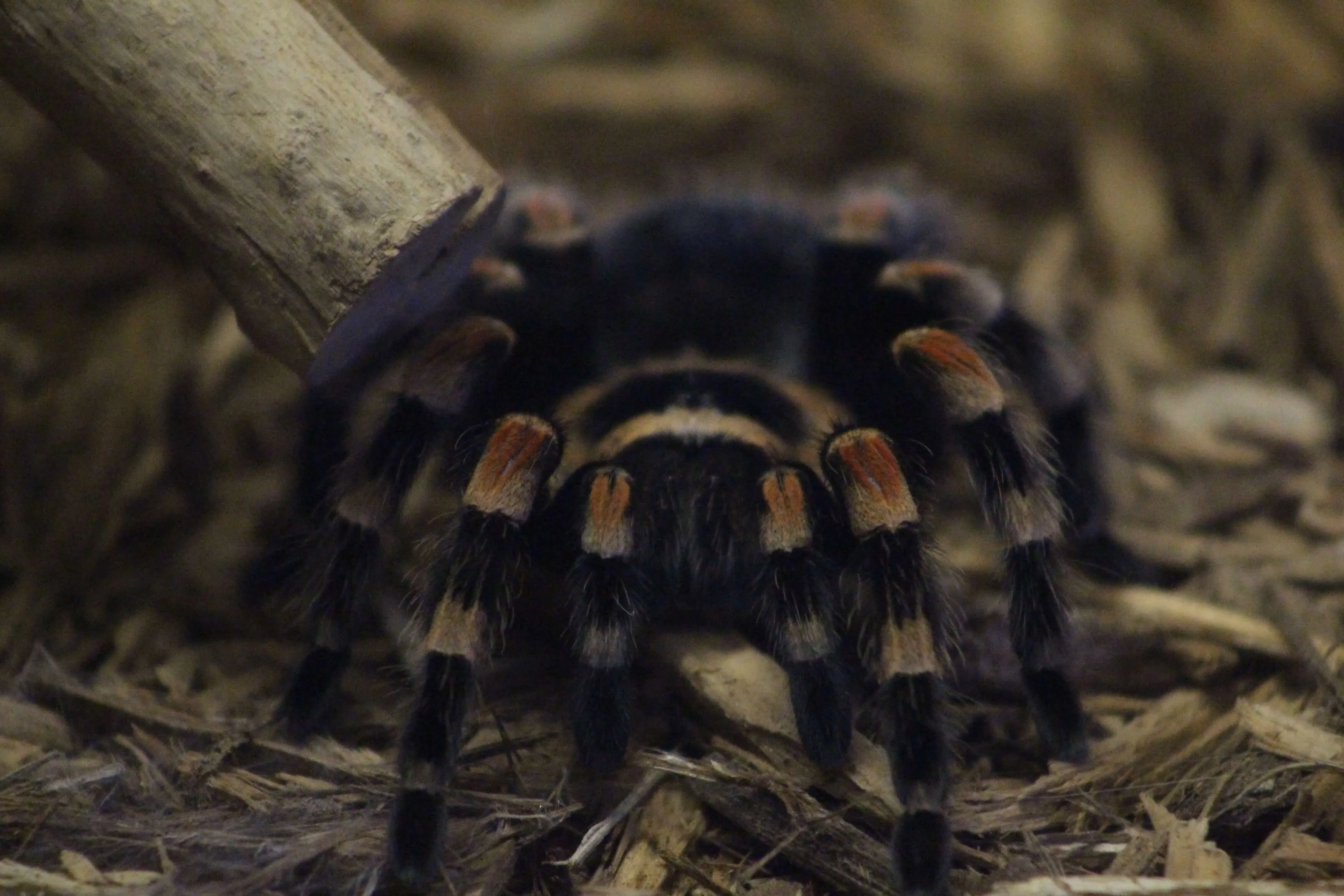 21572 red knee tarantula toy 4