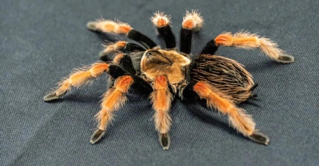 21572 red knee tarantula toy 5