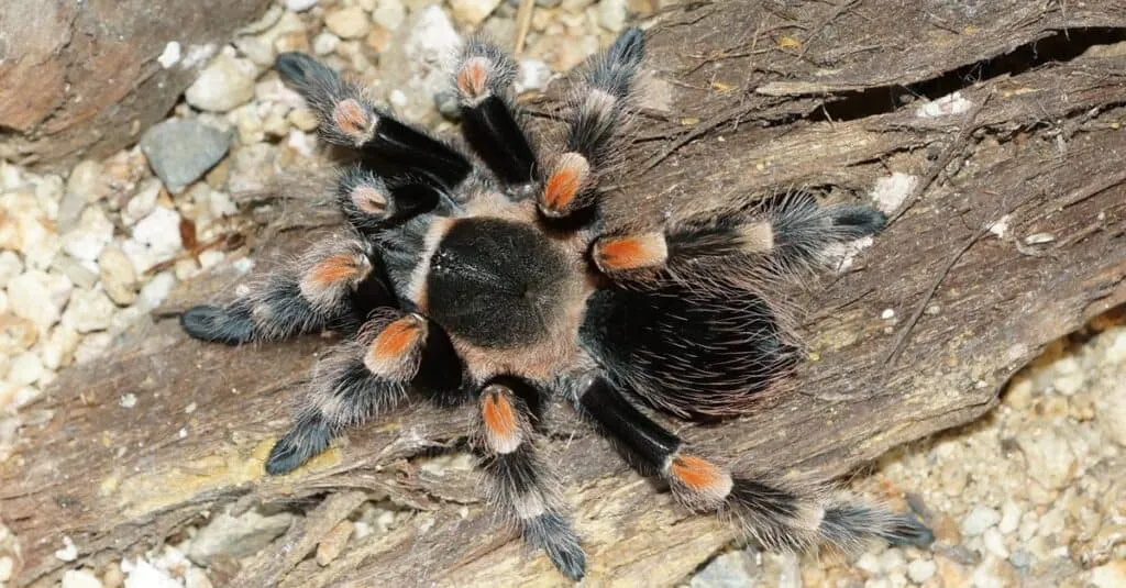 /img/21572-red-knee-tarantula-toy-buying-guide.webp