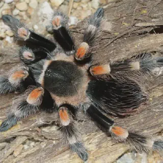 /img/21572-red-knee-tarantula-toy-buying-guide.webp