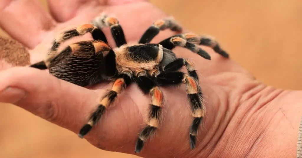21572 red knee tarantula toy kids