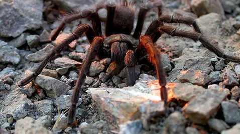 21573 tarantula island daytime