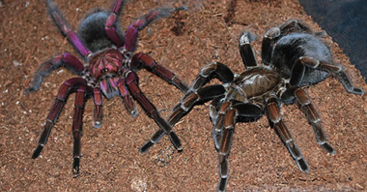 21573 tarantula island inventory