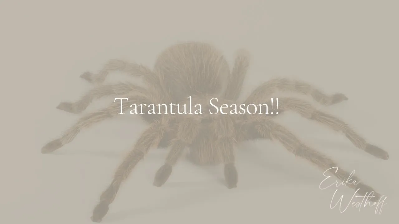 /img/21573-tarantula-island-success.webp
