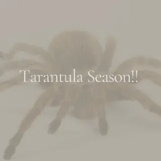 /img/21573-tarantula-island-success.webp