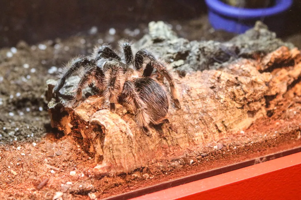 21573 tarantula island weather