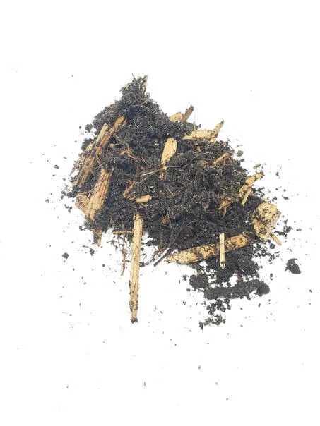 21575 healthy tarantula