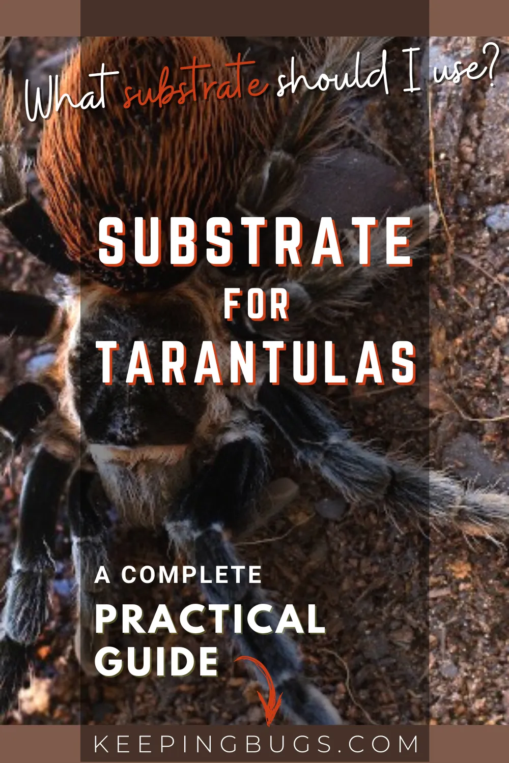 21575 tarantula substrate humidity
