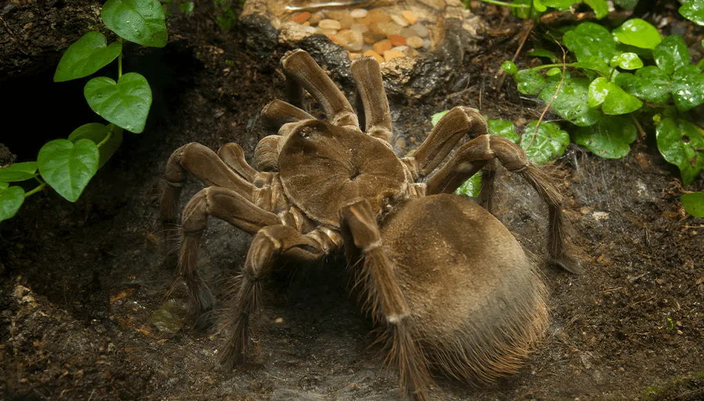 21577 goliath bird eating spider diet