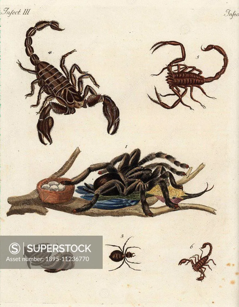 21577 goliath bird eating spider habitat