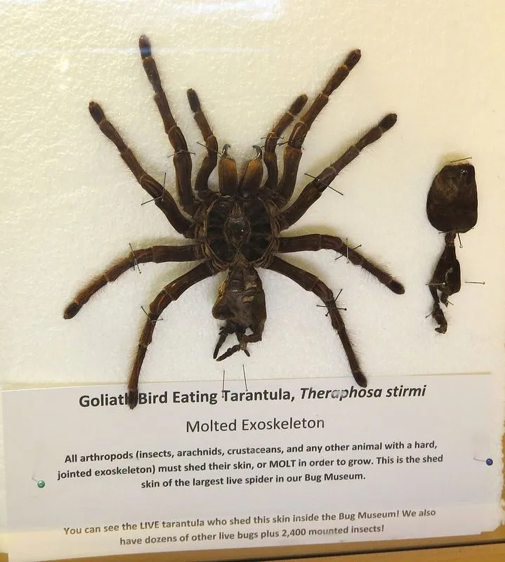 21577 goliath bird eating spider size