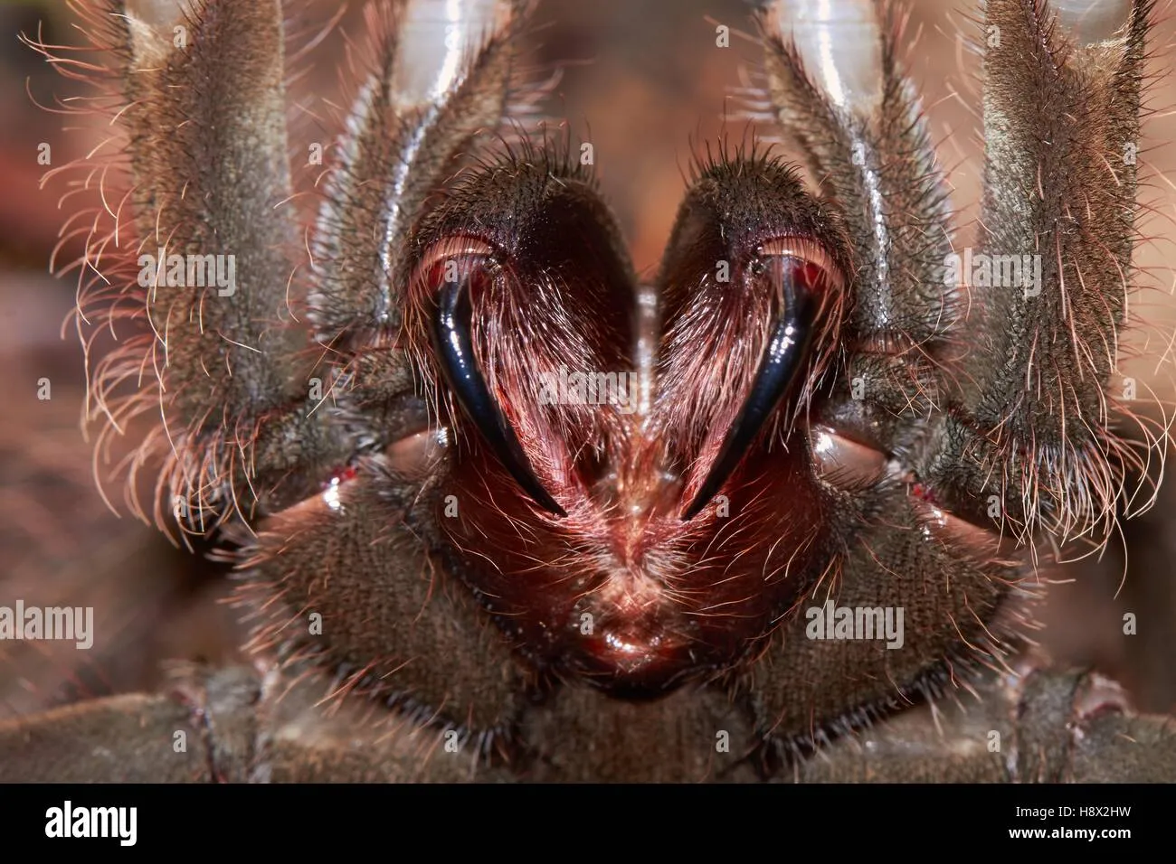 21577 goliath bird eating spider venom