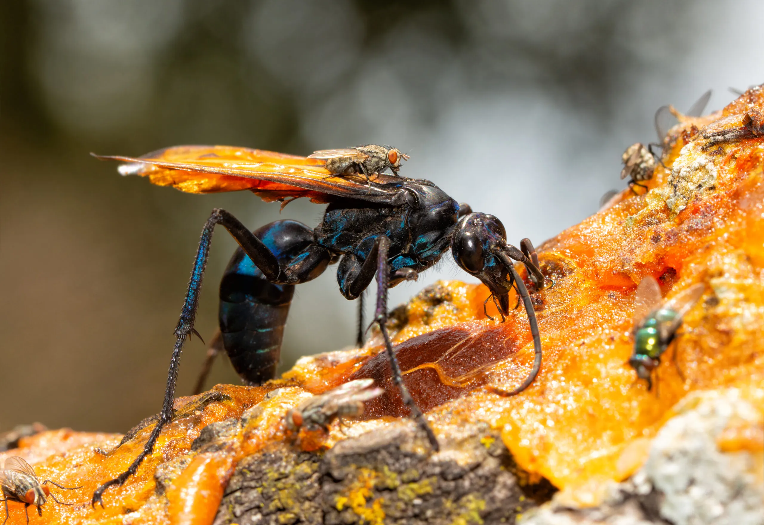 21578 tarantula hawk wasp distribution