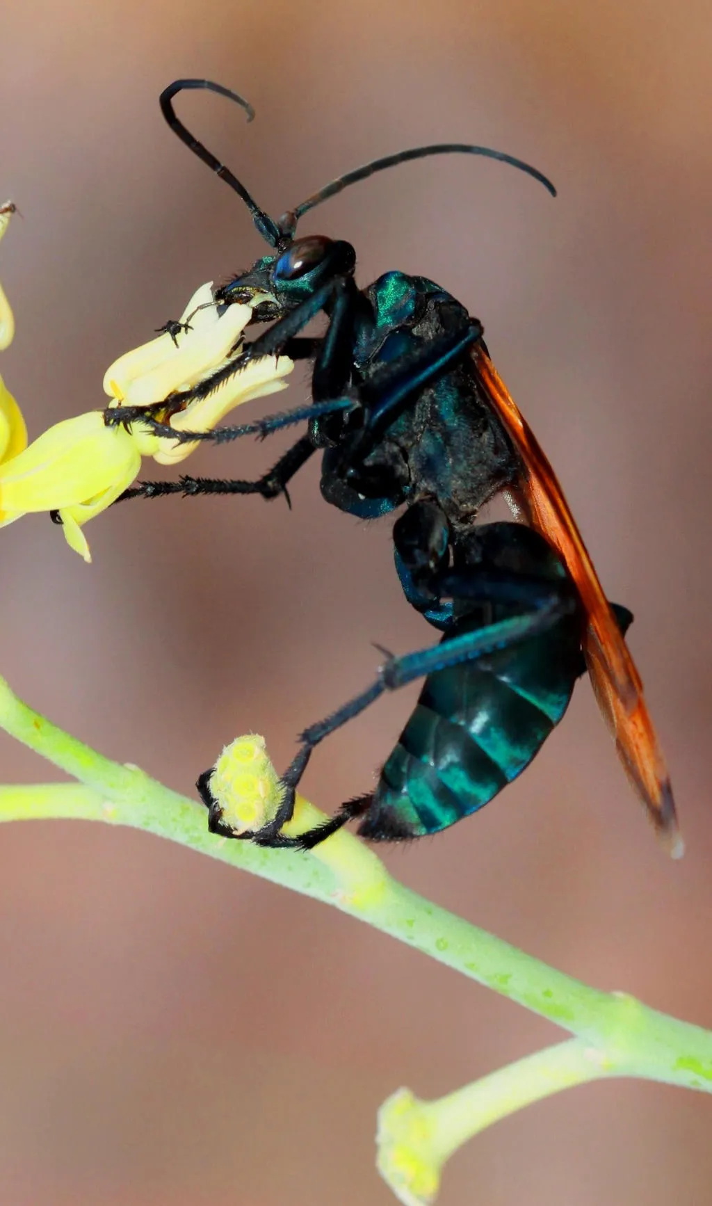 /img/21578-tarantula-hawk-wasp-lifecycle.webp