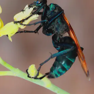 /img/21578-tarantula-hawk-wasp-lifecycle.webp