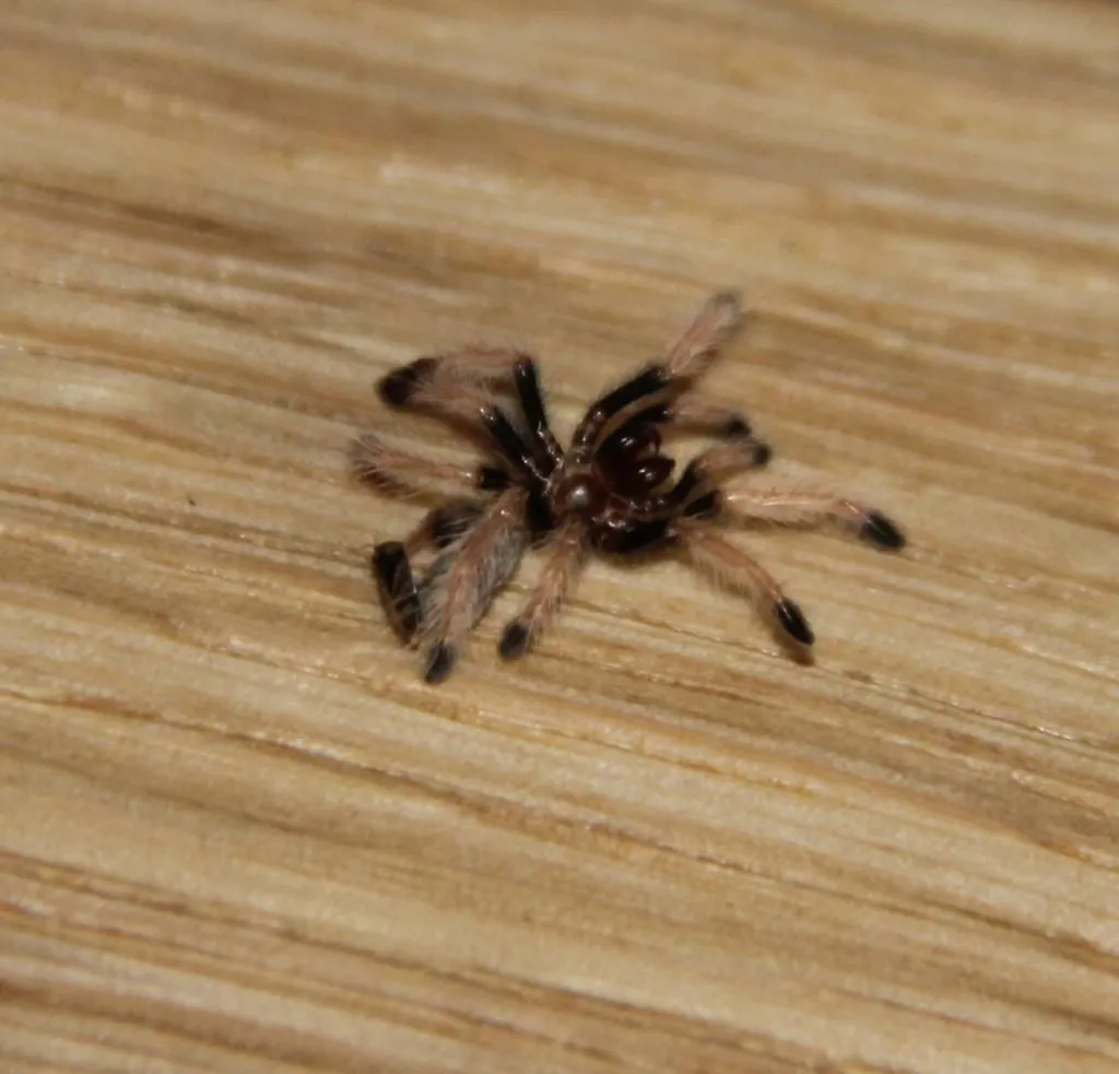 21579 gbb sling humidity