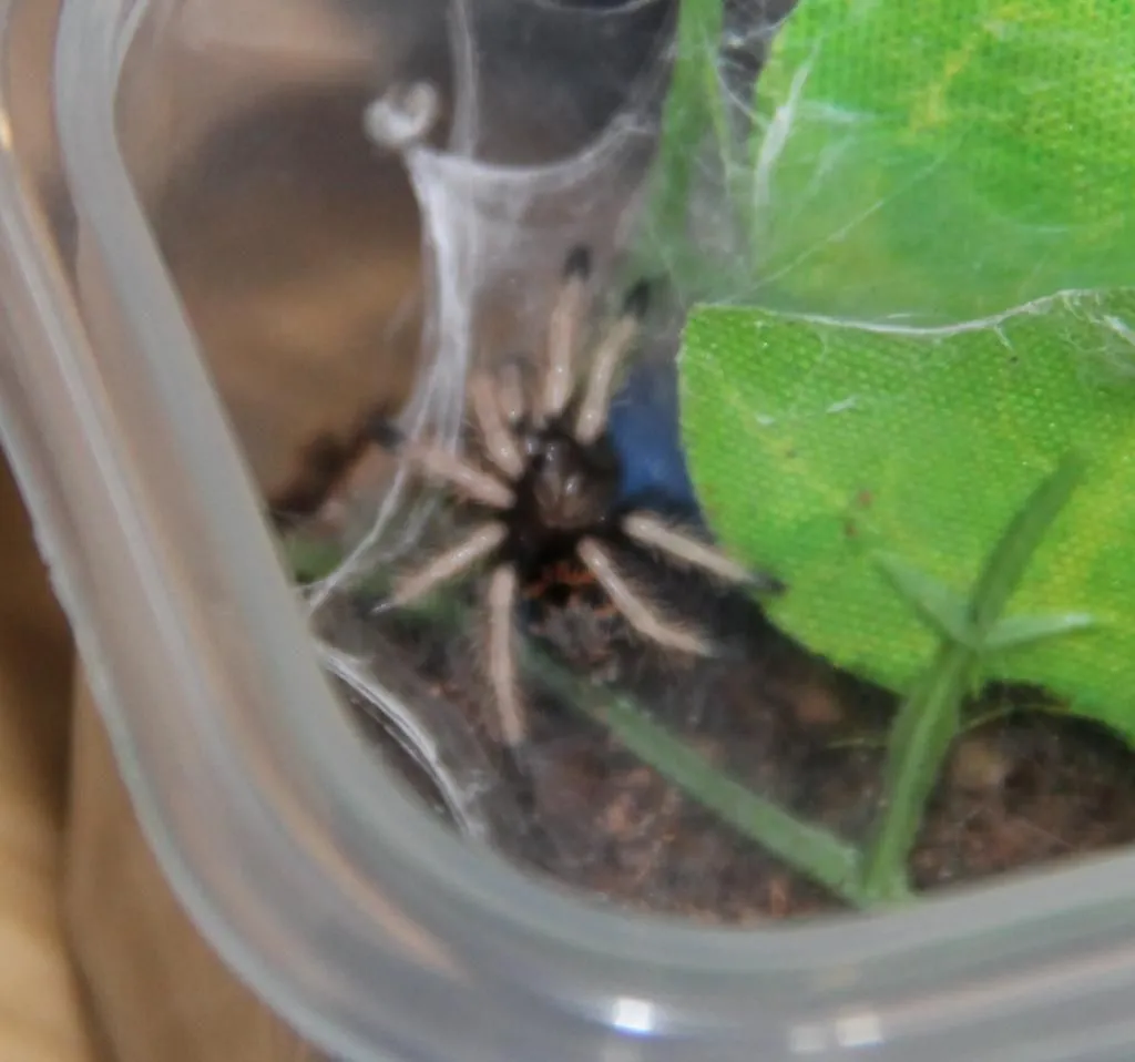 21579 gbb sling substrate