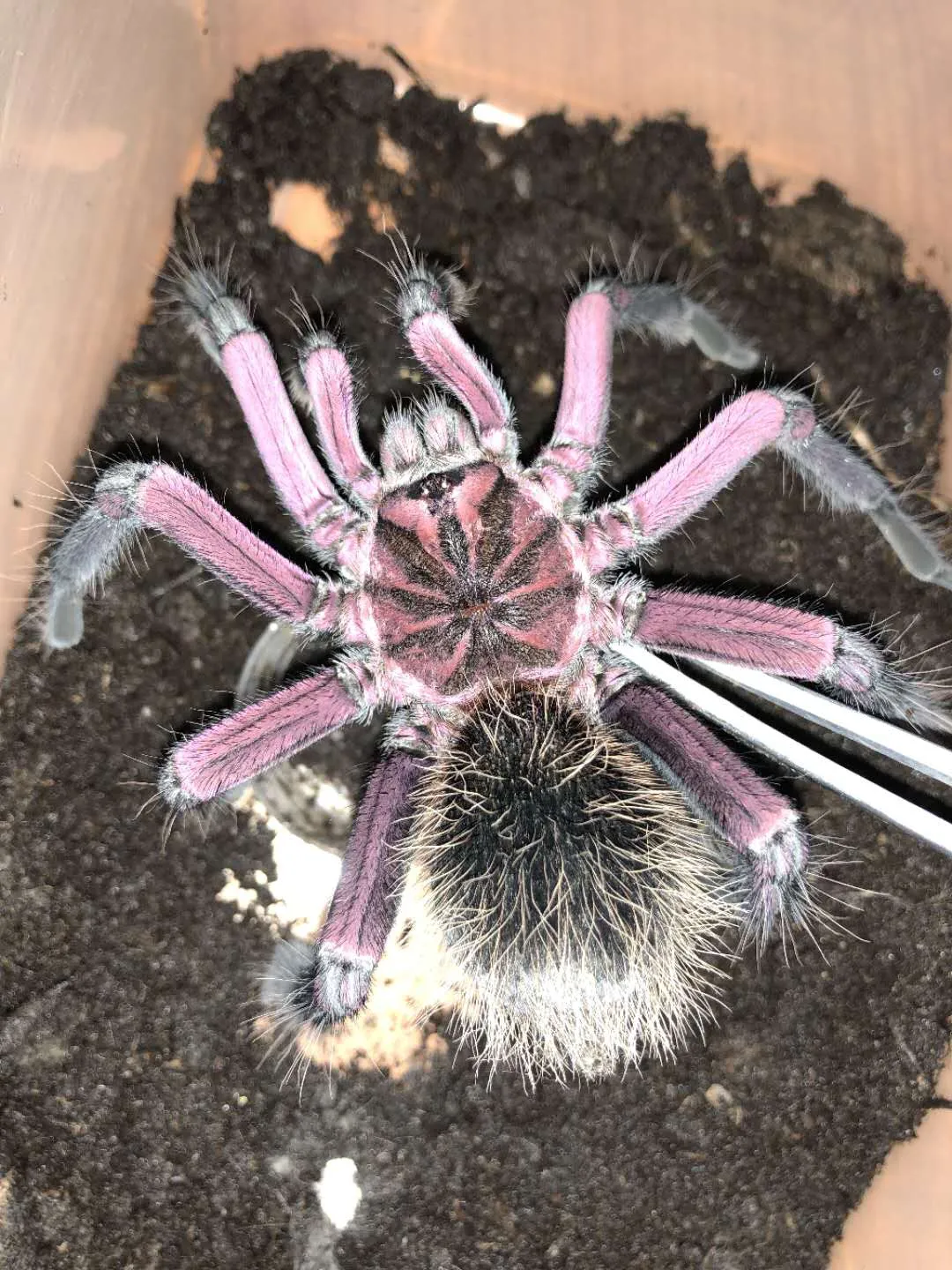 21582 xenesthis immanis close up