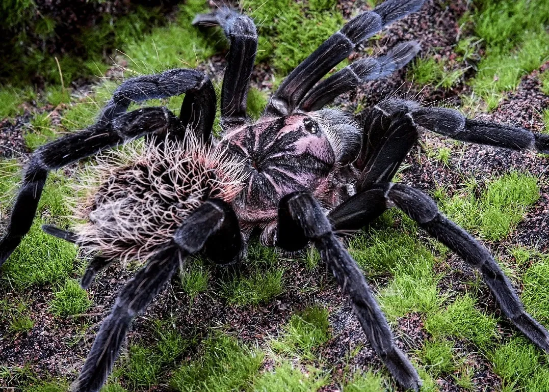21582 xenesthis immanis feeding