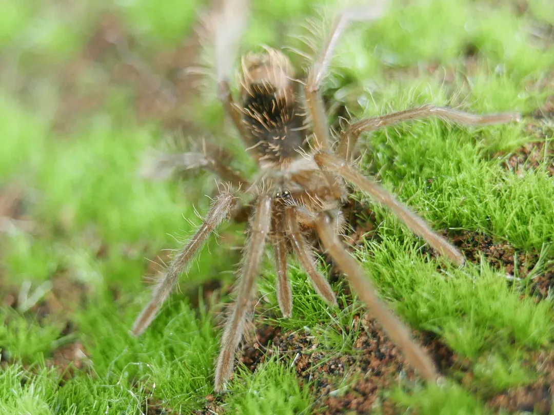 21582 xenesthis immanis molting