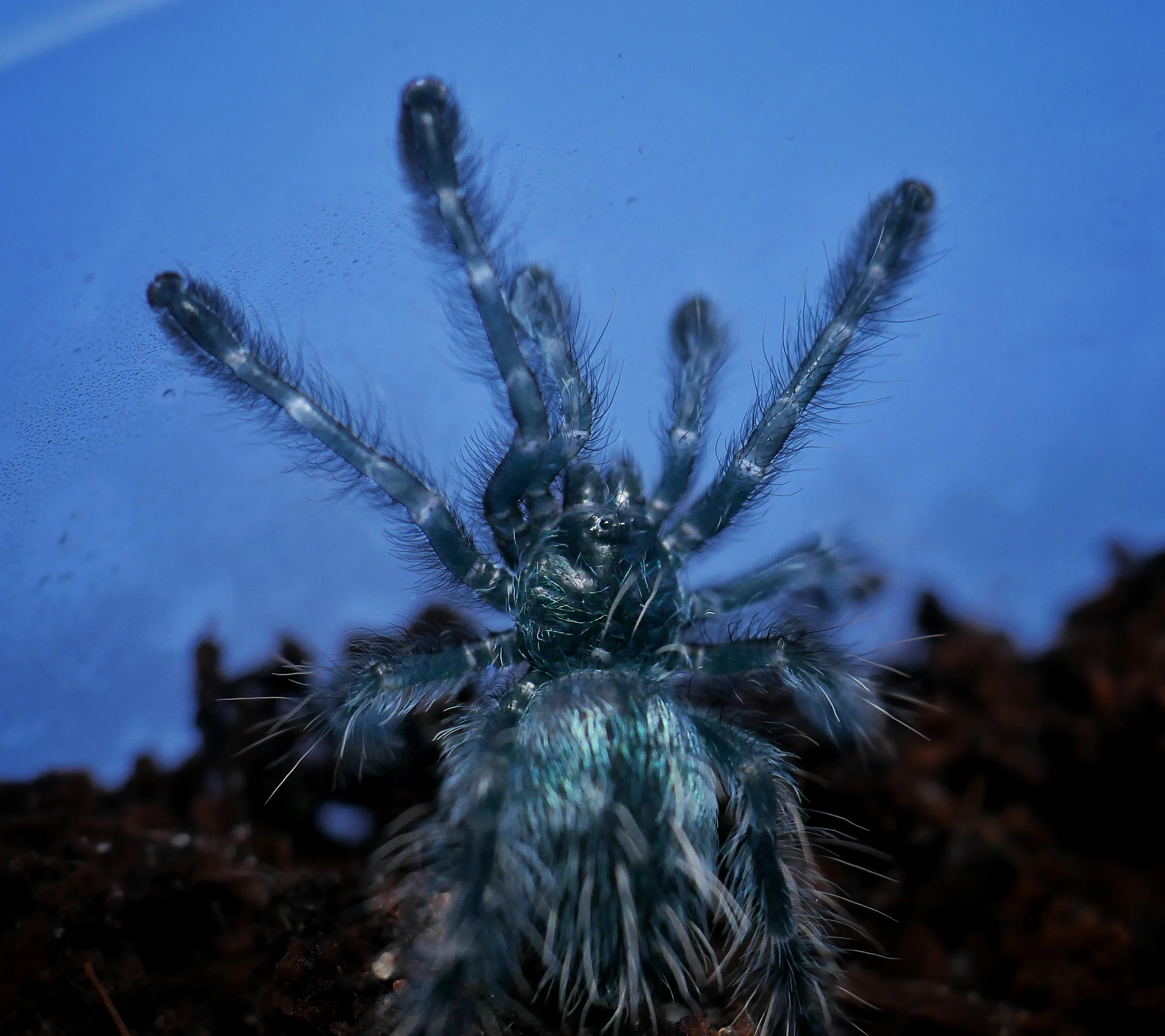 21584 caribena versicolor feeding