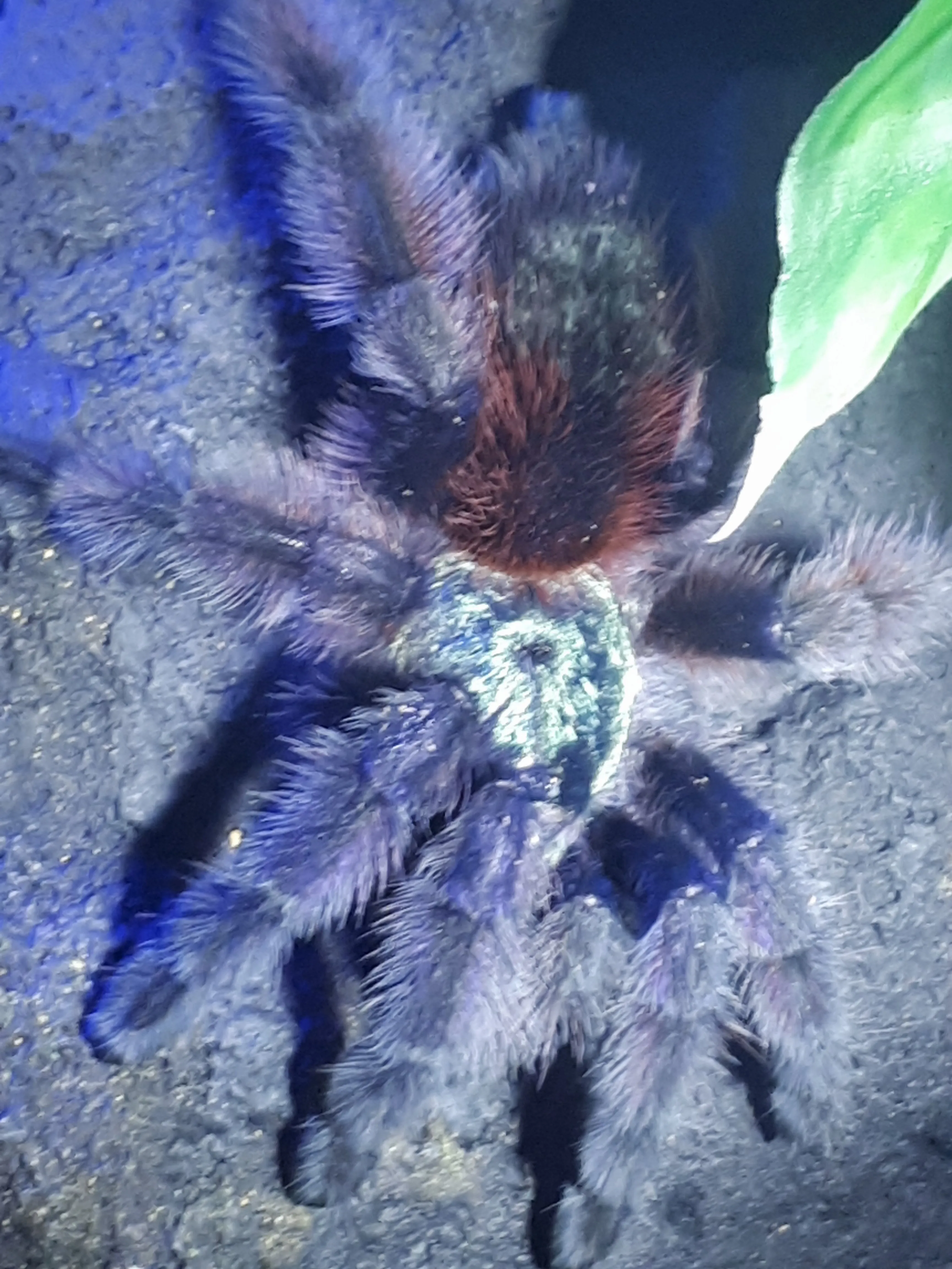 21584 caribena versicolor habitat