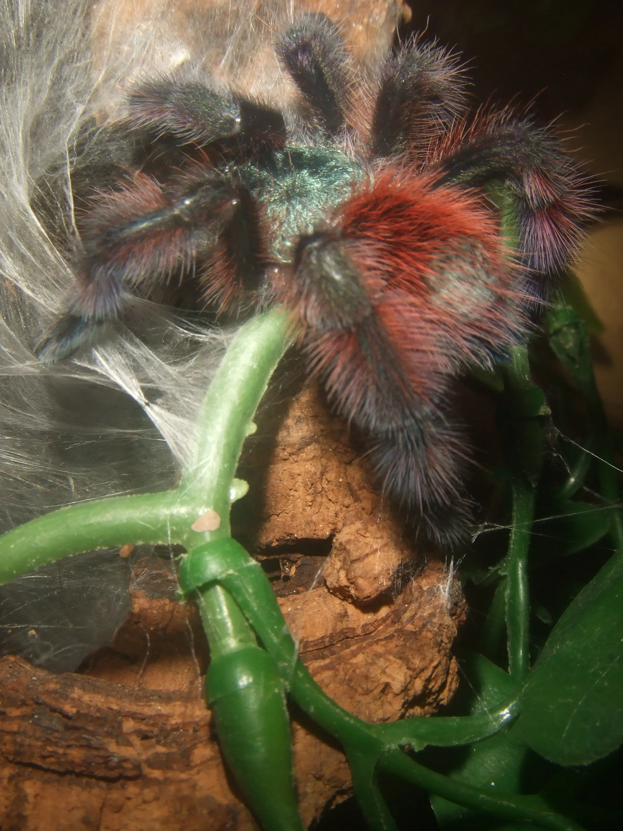 21584 caribena versicolor handling
