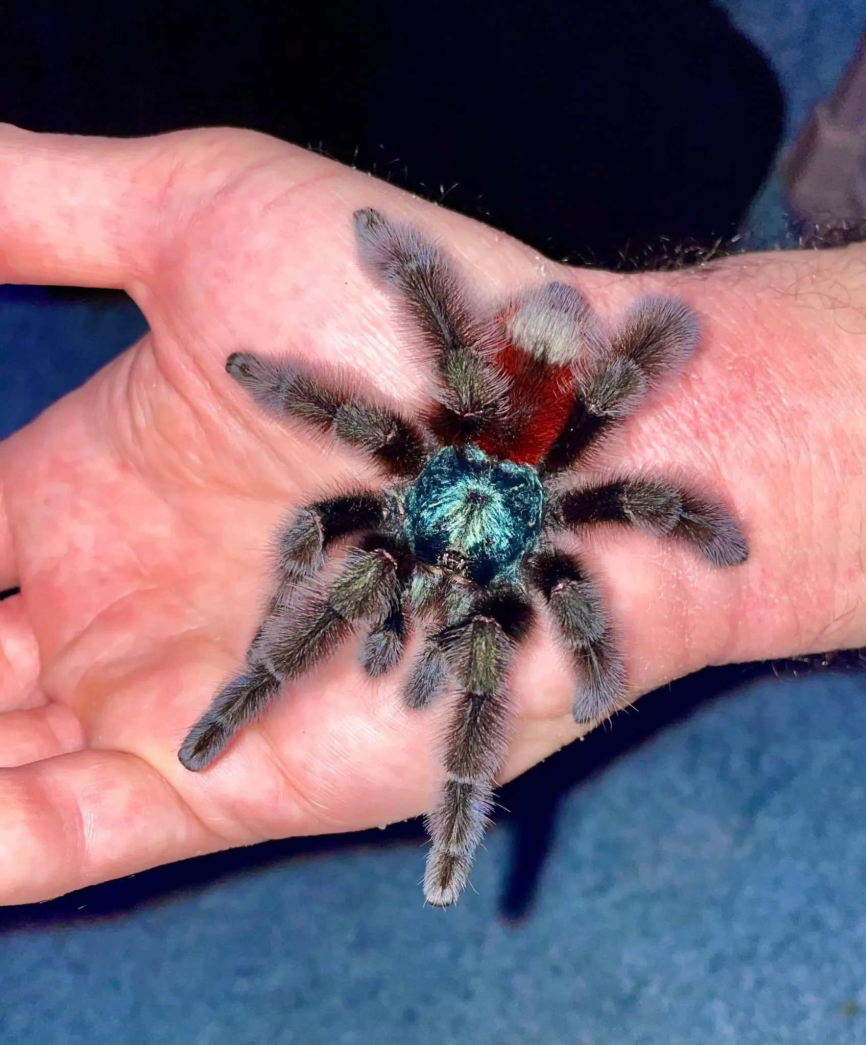 21584 caribena versicolor healthy tarantula