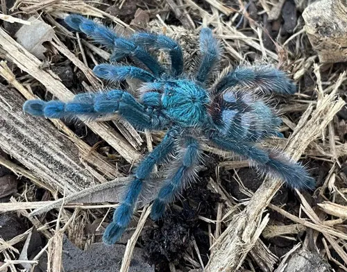 21584 caribena versicolor substrate