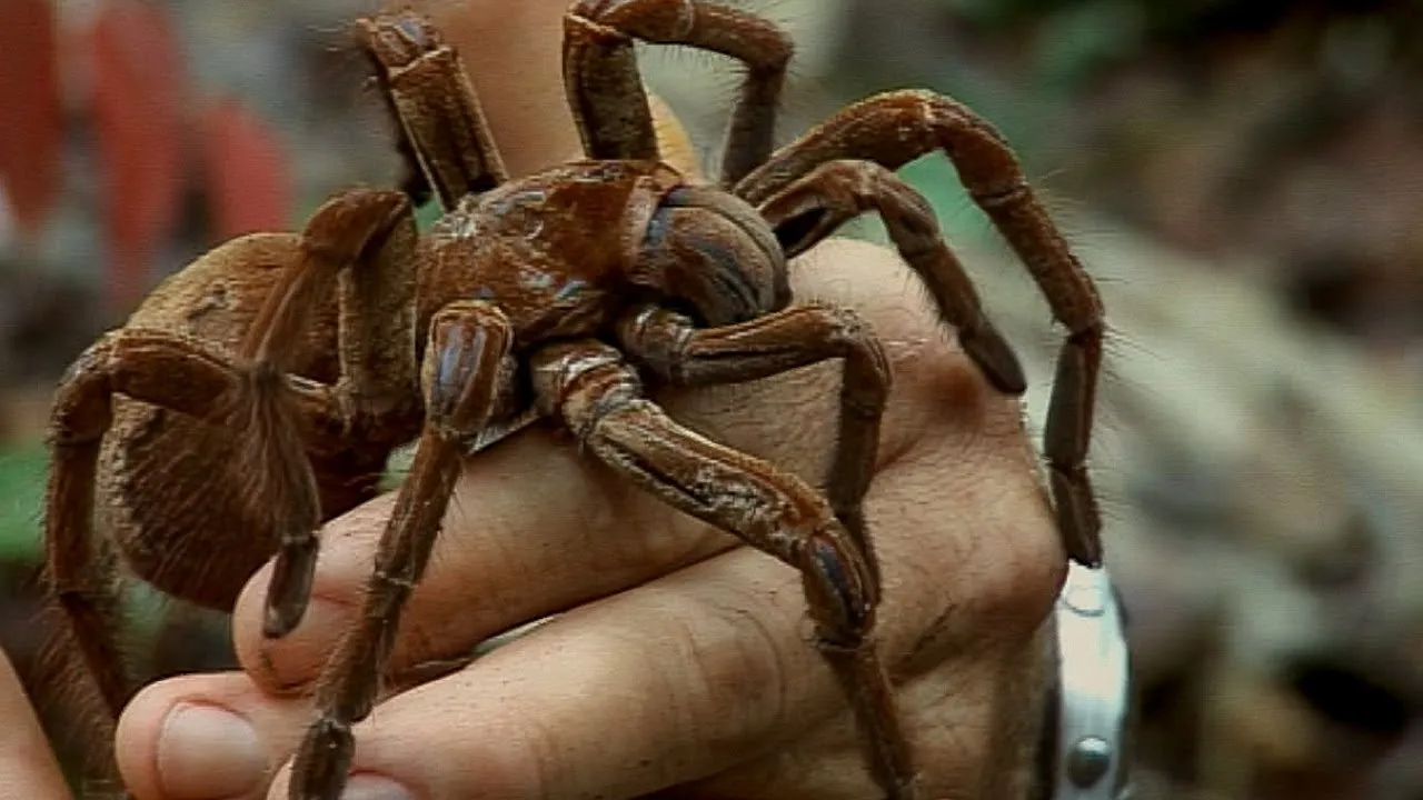 21586 giant goliath tarantula feeding