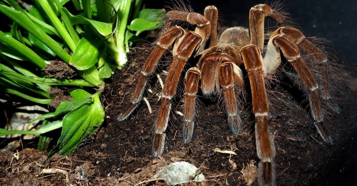 21586 giant goliath tarantula habitat