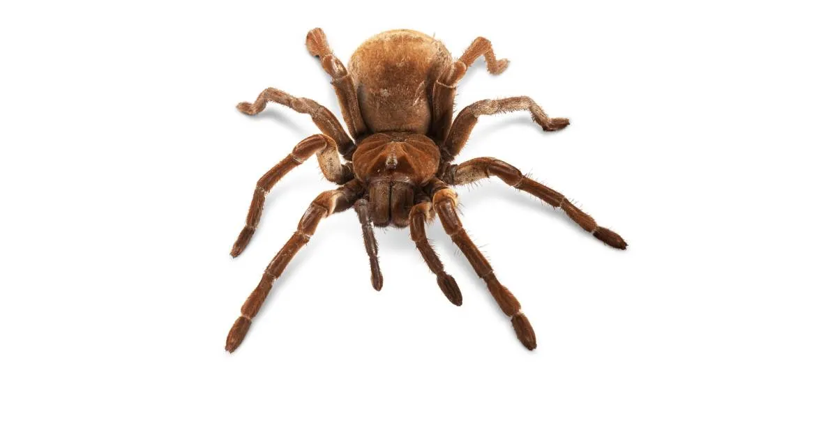 21586 giant goliath tarantula identification