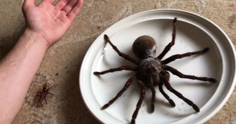 21586 giant goliath tarantula molting