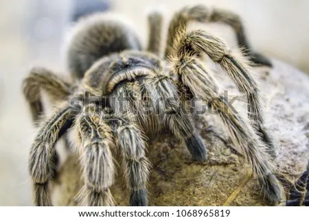 21586 giant goliath tarantula size