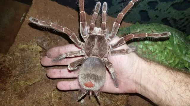 /img/21586-giant-goliath-tarantula-venom.webp