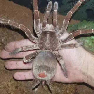 /img/21586-giant-goliath-tarantula-venom.webp