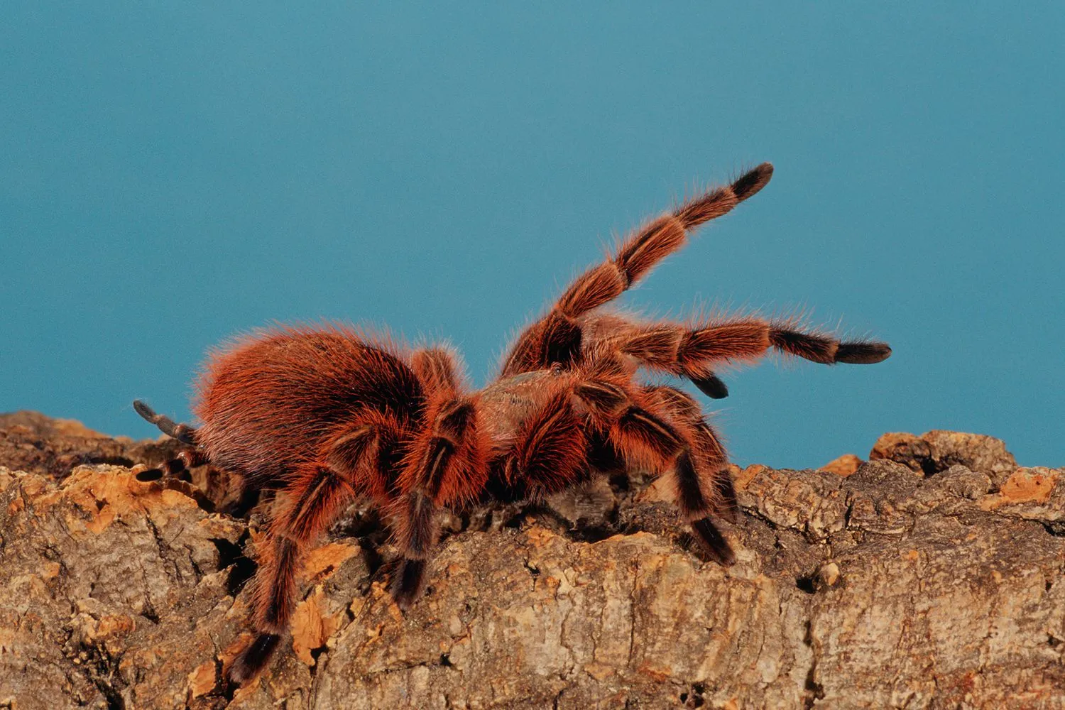 21592 choosing tarantula