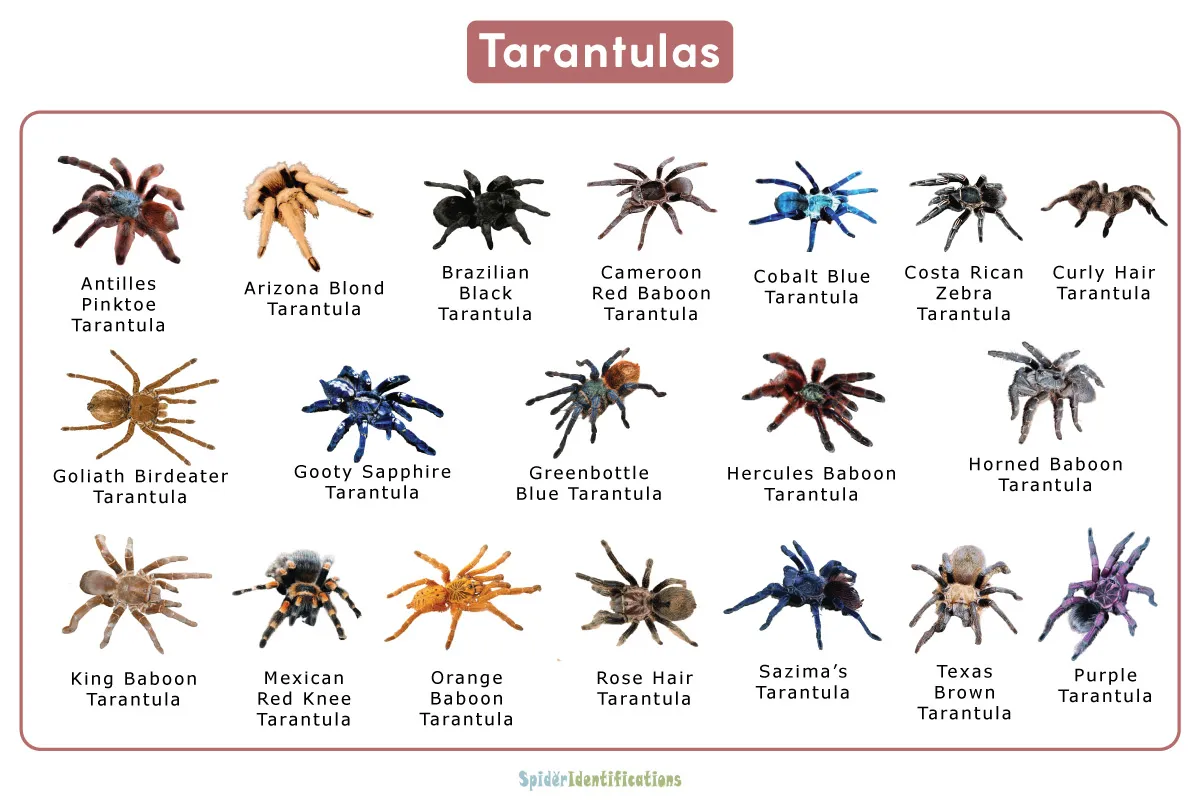 21592 handling tarantula