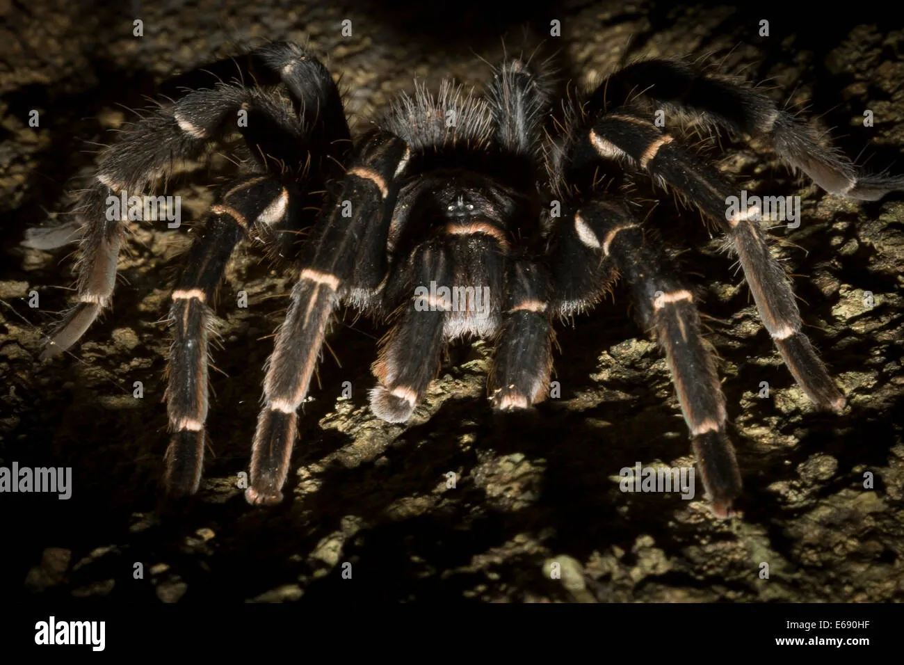 21592 tarantula feeding