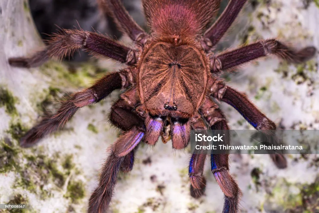 21592 tarantula habitat
