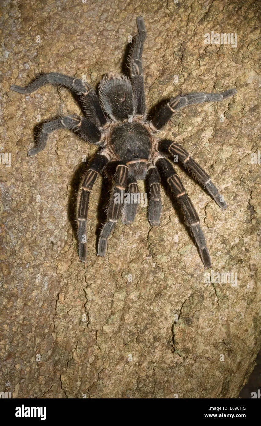 21592 tarantula health