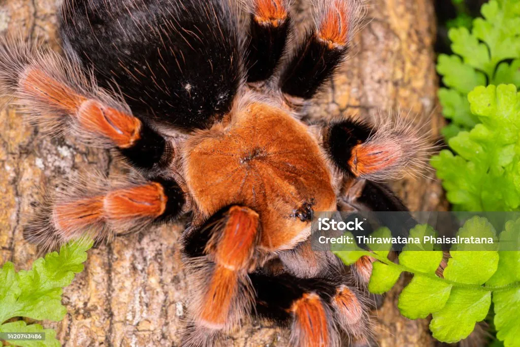 21592 tarantula molting