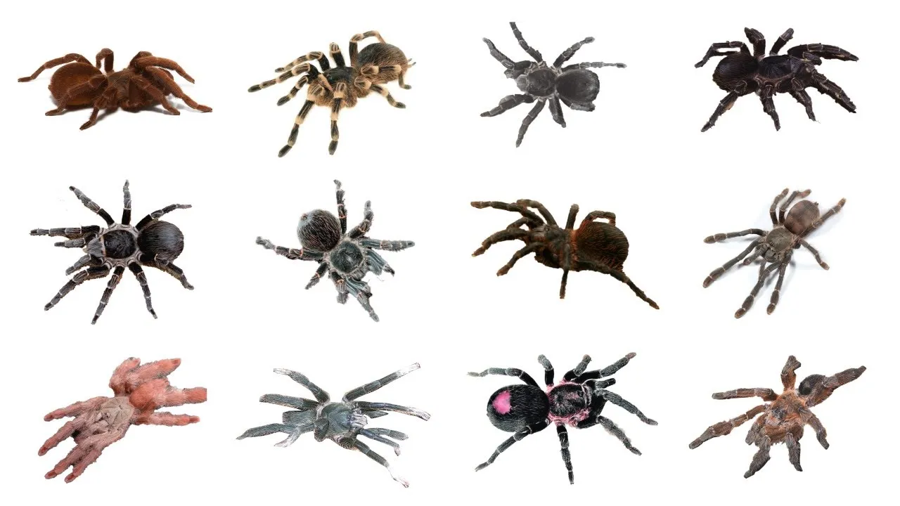 /img/21592-veterinary-care-tarantula.webp