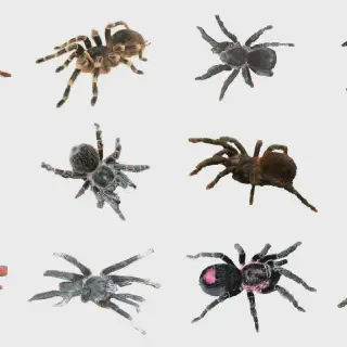 /img/21592-veterinary-care-tarantula.webp