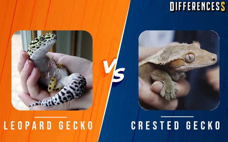21595 leopard gecko appearance