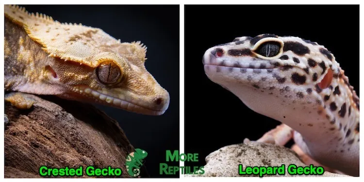 21595 leopard gecko habitat