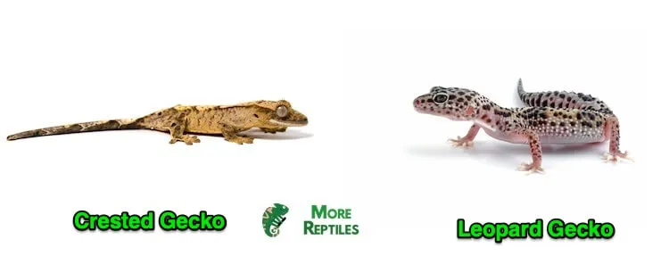21595 leopard gecko handling