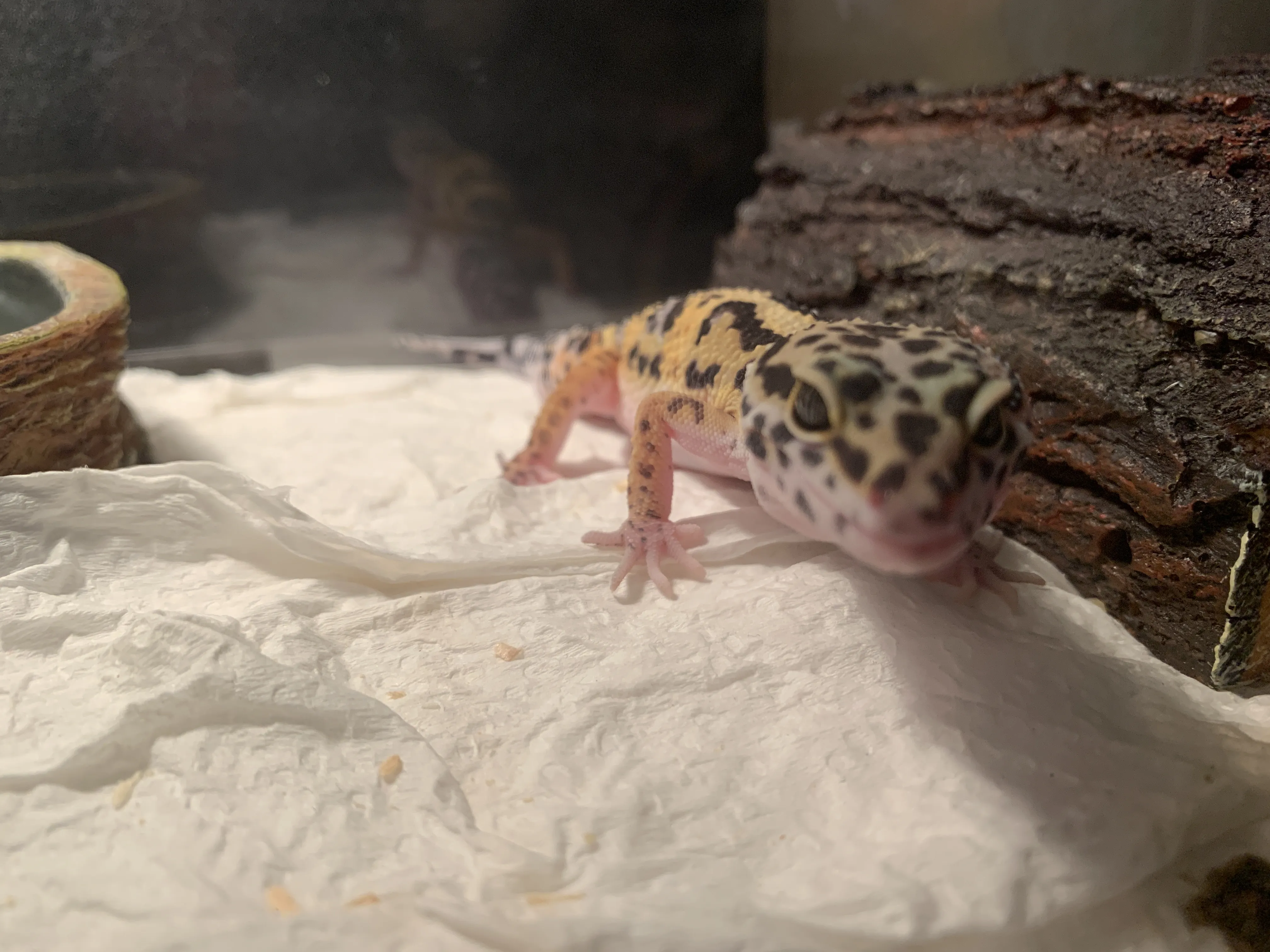21595 leopard gecko vs tarantula intro